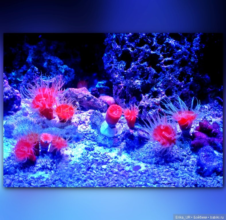 Сопутствующее куклам увлечение. Фото из Москвариума и ВДНХ (5 августа 2019)