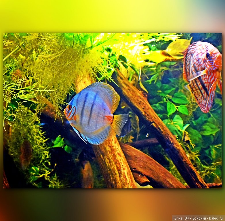 Сопутствующее куклам увлечение. Фото из Москвариума и ВДНХ (5 августа 2019)