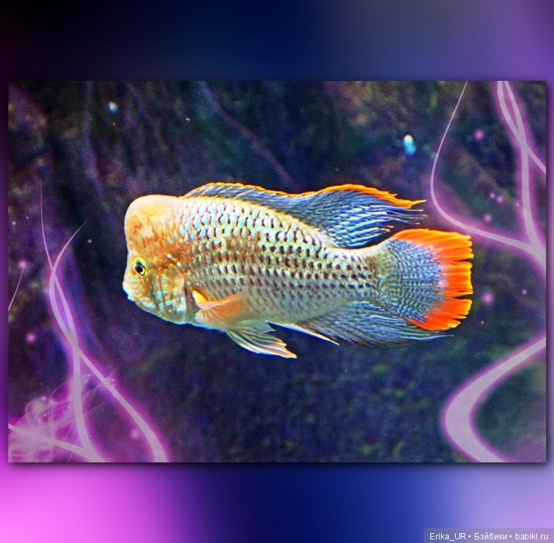 Сопутствующее куклам увлечение. Фото из Москвариума и ВДНХ (5 августа 2019) (фото 6)