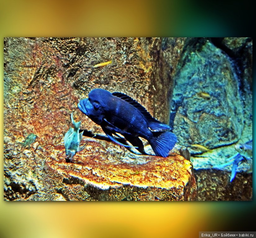 Сопутствующее куклам увлечение. Фото из Москвариума и ВДНХ (5 августа 2019)