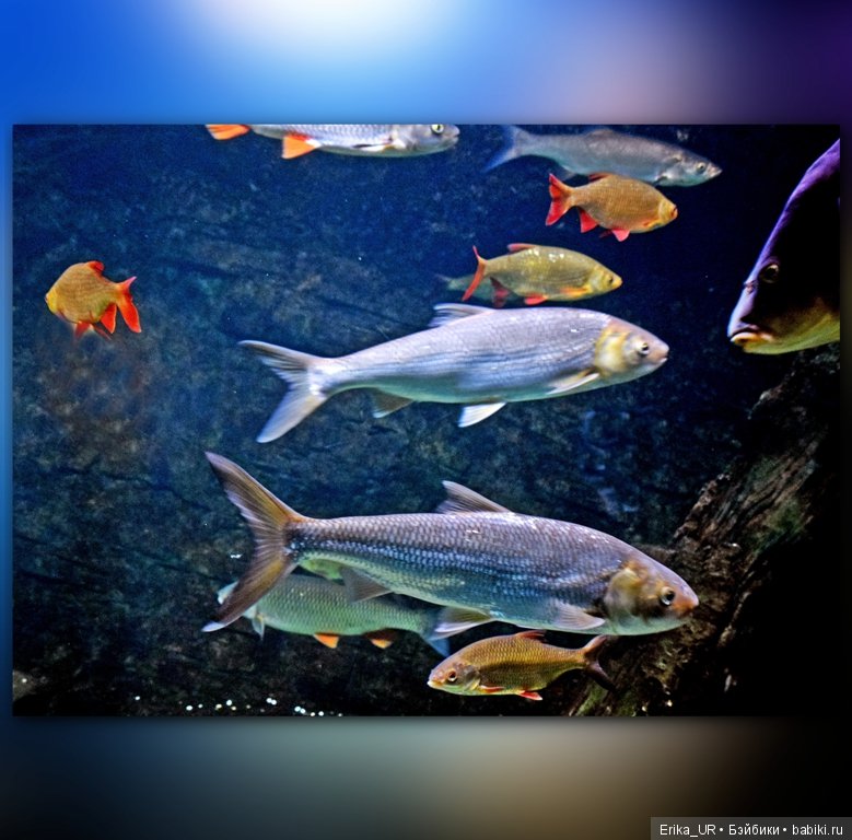 Сопутствующее куклам увлечение. Фото из Москвариума и ВДНХ (5 августа 2019) (фото 4)