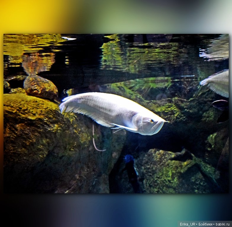 Сопутствующее куклам увлечение. Фото из Москвариума и ВДНХ (5 августа 2019)