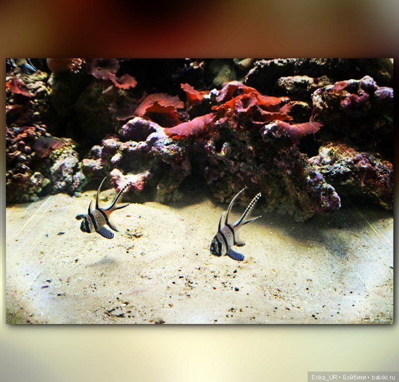 Сопутствующее куклам увлечение. Фото из Москвариума и ВДНХ (5 августа 2019)