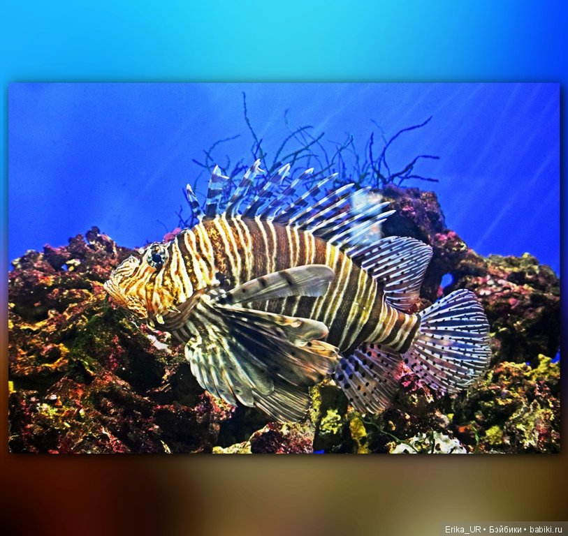 Сопутствующее куклам увлечение. Фото из Москвариума и ВДНХ (5 августа 2019)