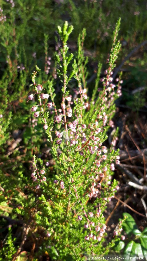 Прогулка Тыквика — Домашние фото авторских игрушек: Тедди (фото 10)