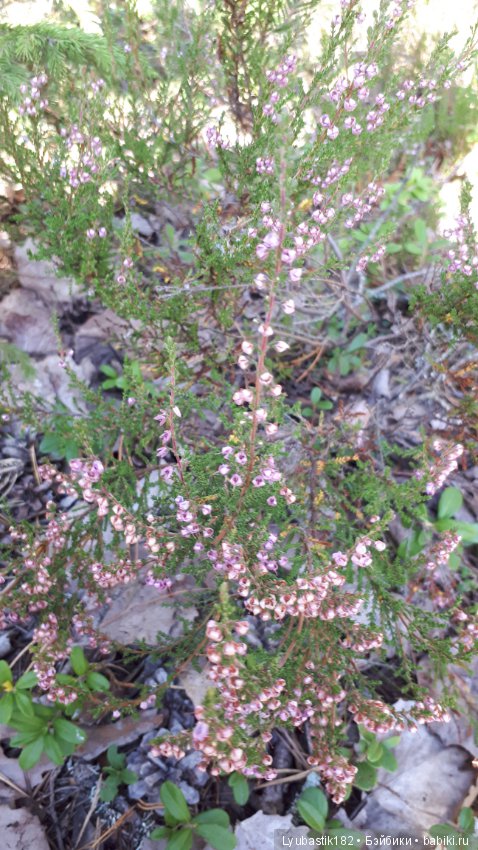 Прогулка Тыквика — Домашние фото авторских игрушек: Тедди (фото 7)