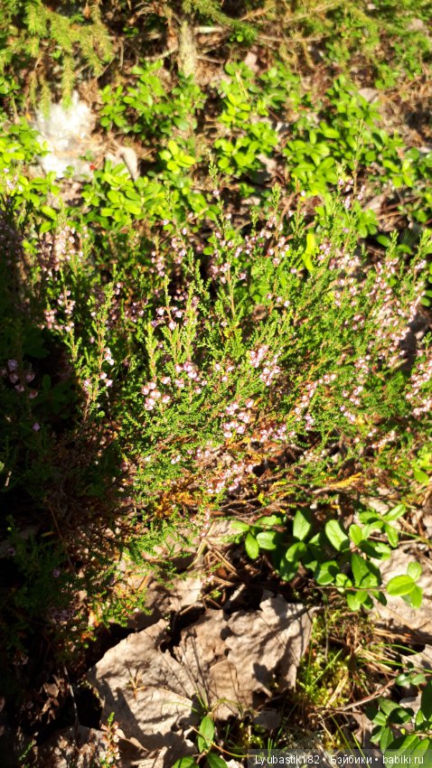 Прогулка Тыквика — Домашние фото авторских игрушек: Тедди (фото 8)