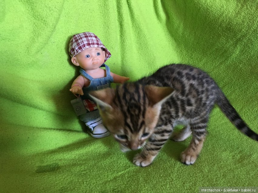 Личный леопард — Куклы D'Anton Jos (Д'Антон Джос): характерные (фото 2)