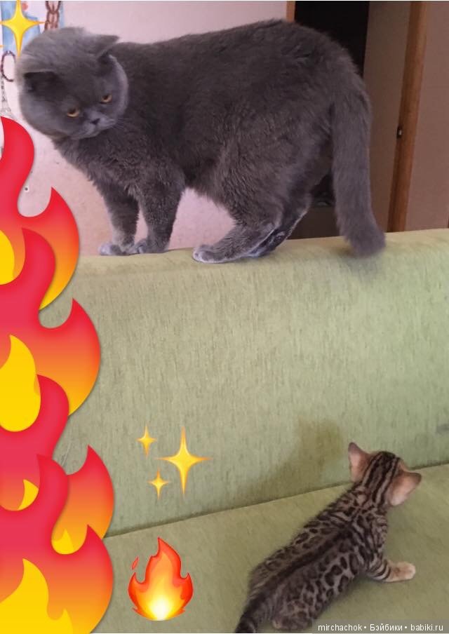 Личный леопард — Куклы D'Anton Jos (Д'Антон Джос): характерные (фото 10)