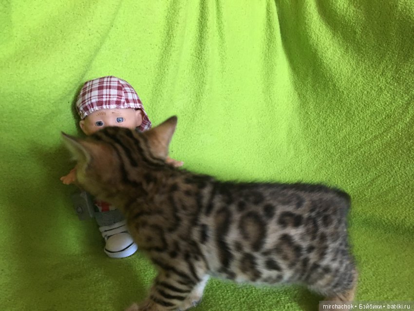 Личный леопард — Куклы D'Anton Jos (Д'Антон Джос): характерные (фото 8)