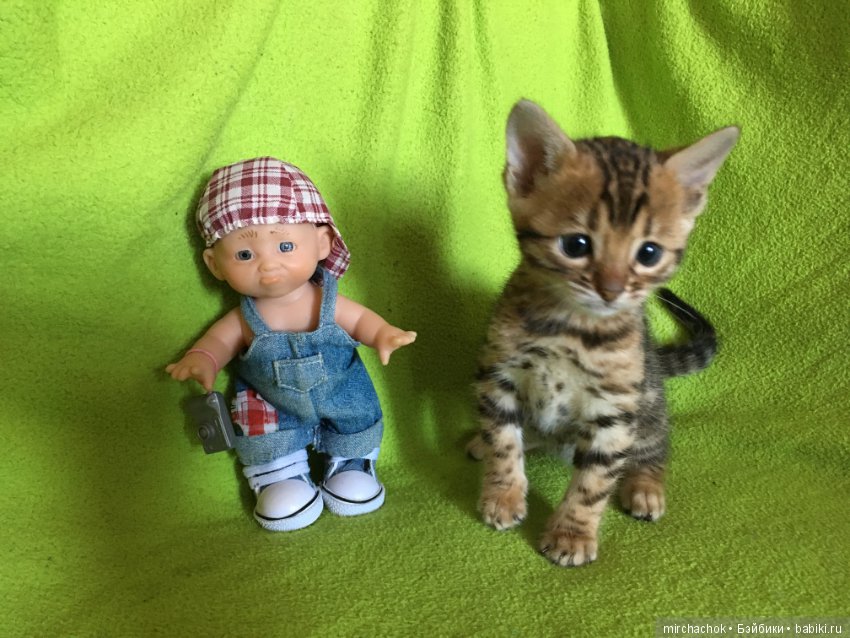 Личный леопард — Куклы D'Anton Jos (Д'Антон Джос): характерные (фото 5)