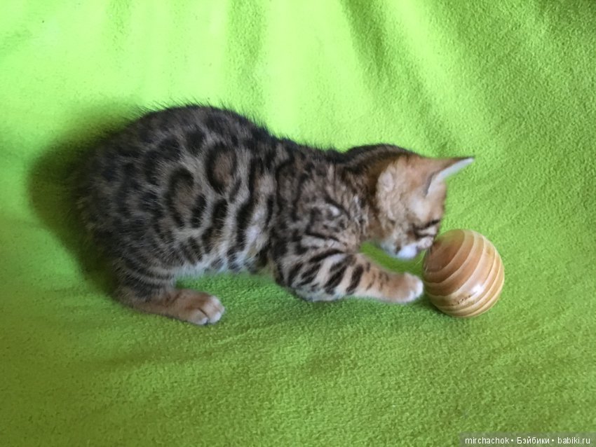 Личный леопард — Куклы D'Anton Jos (Д'Антон Джос): характерные