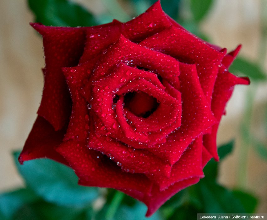 Как я отмечала день рождения