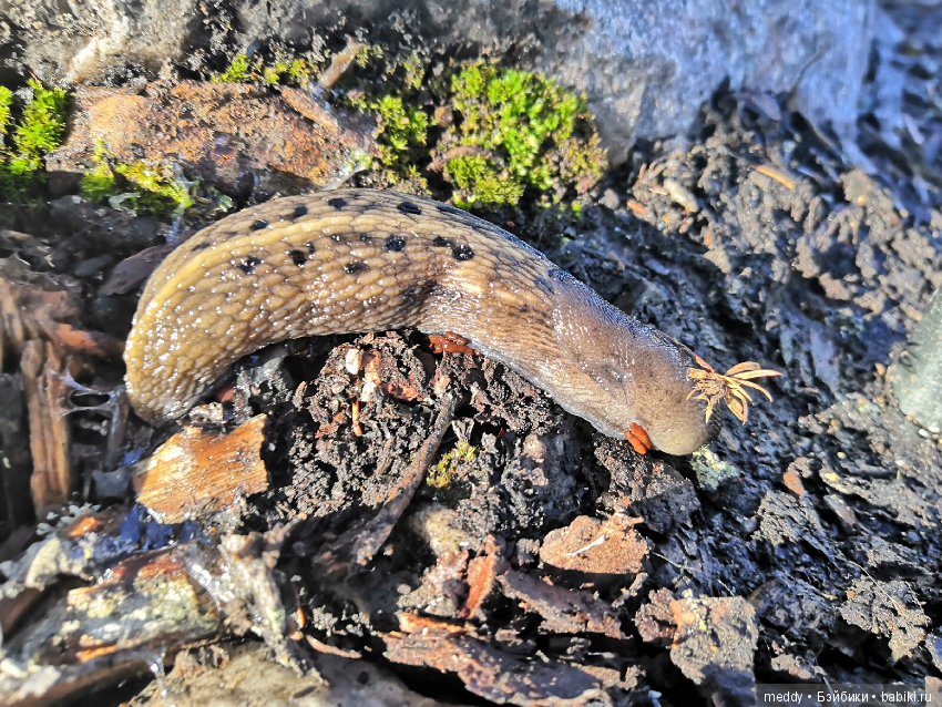 Путешественница Даки.. или поездка в Карелию