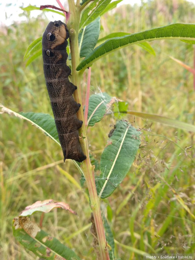 Путешественница Даки.. или поездка в Карелию