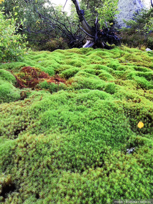 Путешественница Даки.. или поездка в Карелию