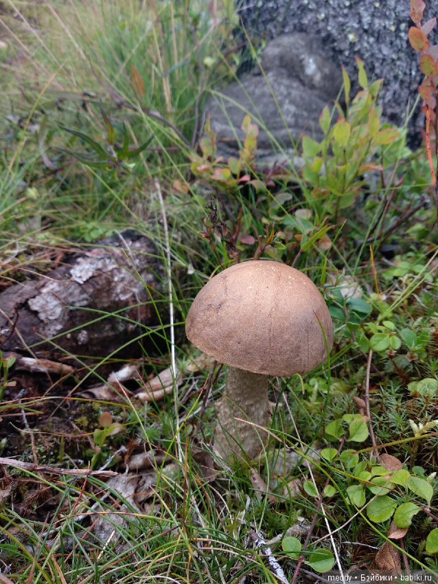 Путешественница Даки.. или поездка в Карелию