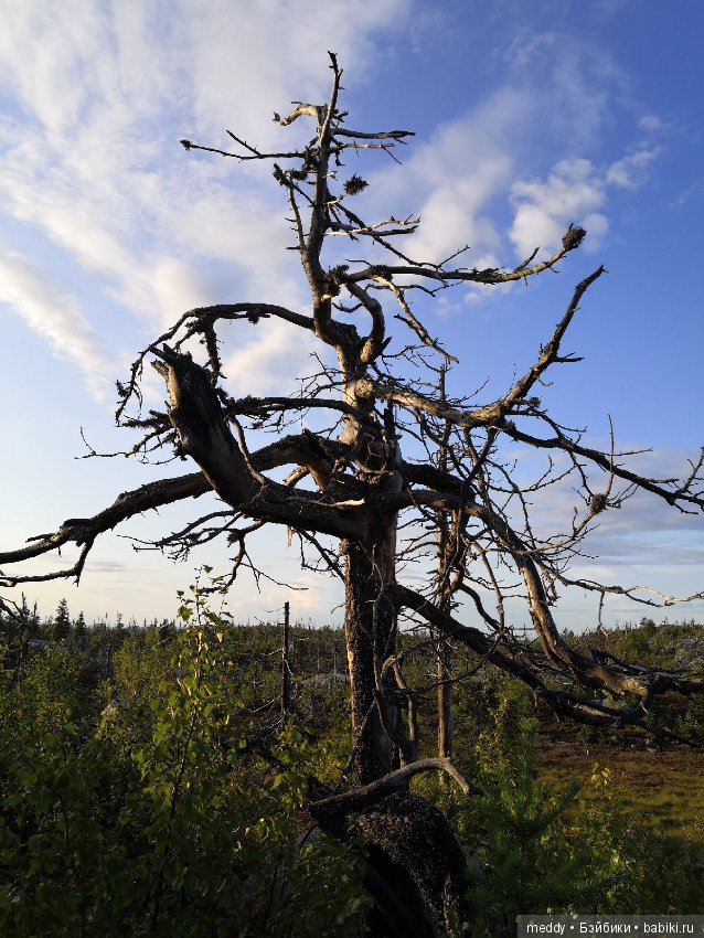 Путешественница Даки.. или поездка в Карелию