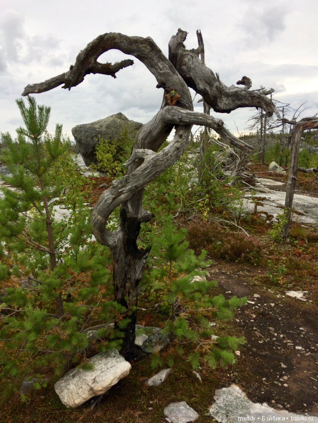 Путешественница Даки.. или поездка в Карелию