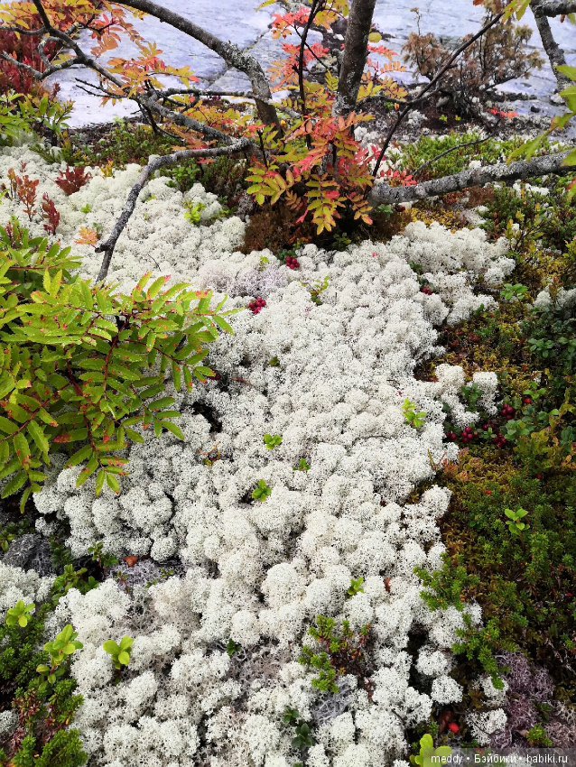Путешественница Даки.. или поездка в Карелию