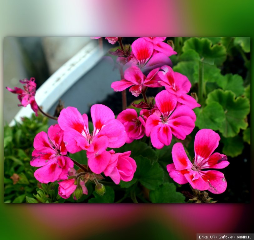 Сопутствующее куклам увлечение, 07.09.2019