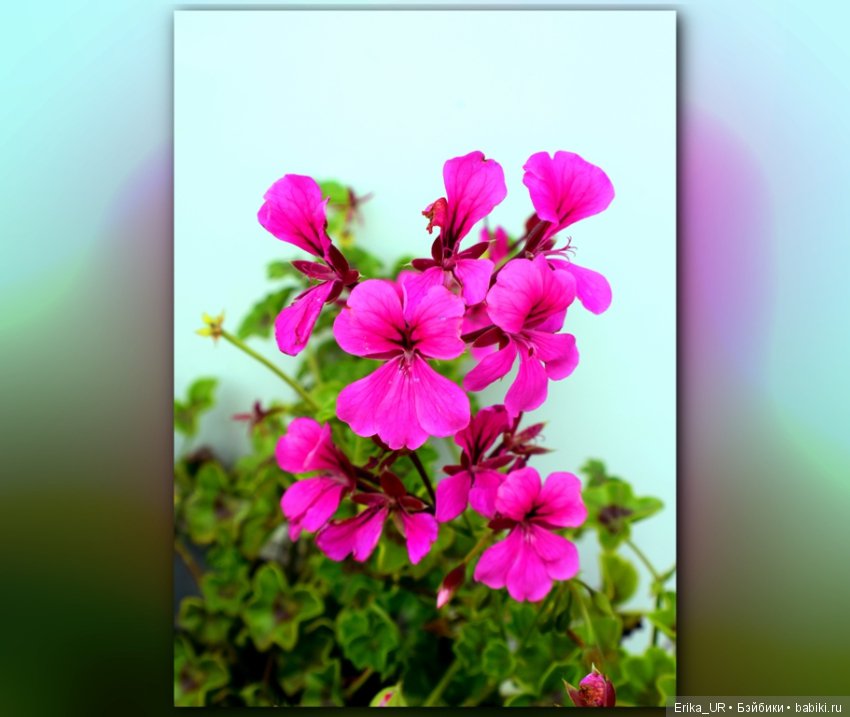 Сопутствующее куклам увлечение, 07.09.2019