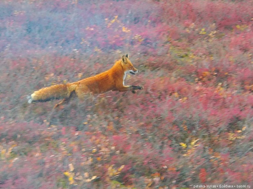 Куда уезжают куклы. Чукотка. Часть 4