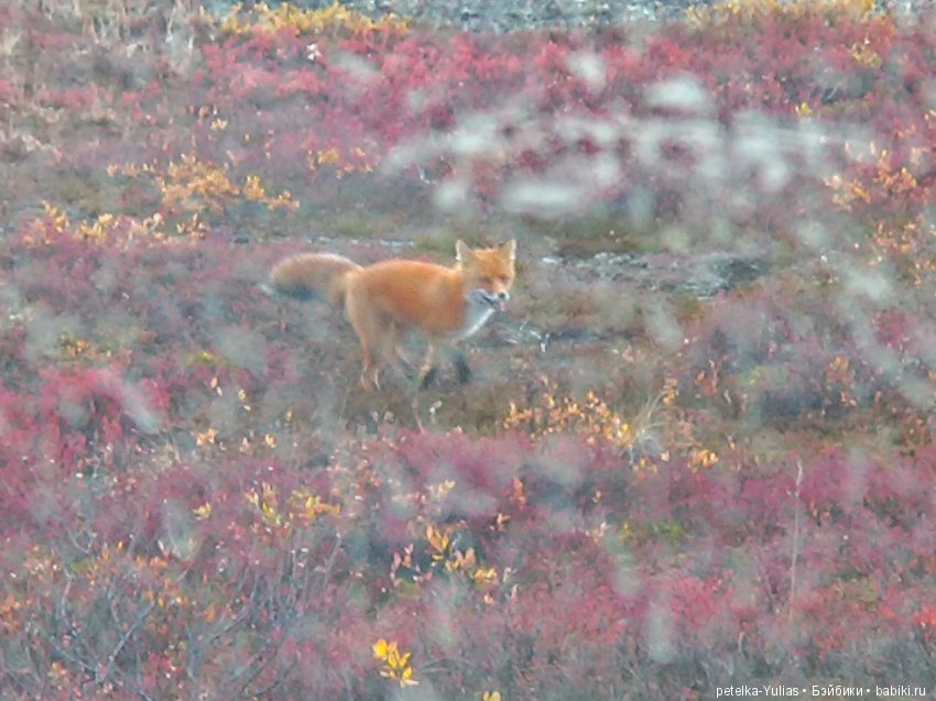 Куда уезжают куклы. Чукотка. Часть 4