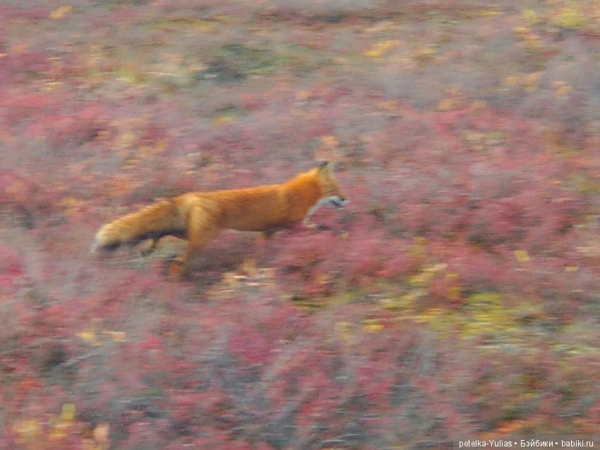 Куда уезжают куклы. Чукотка. Часть 4