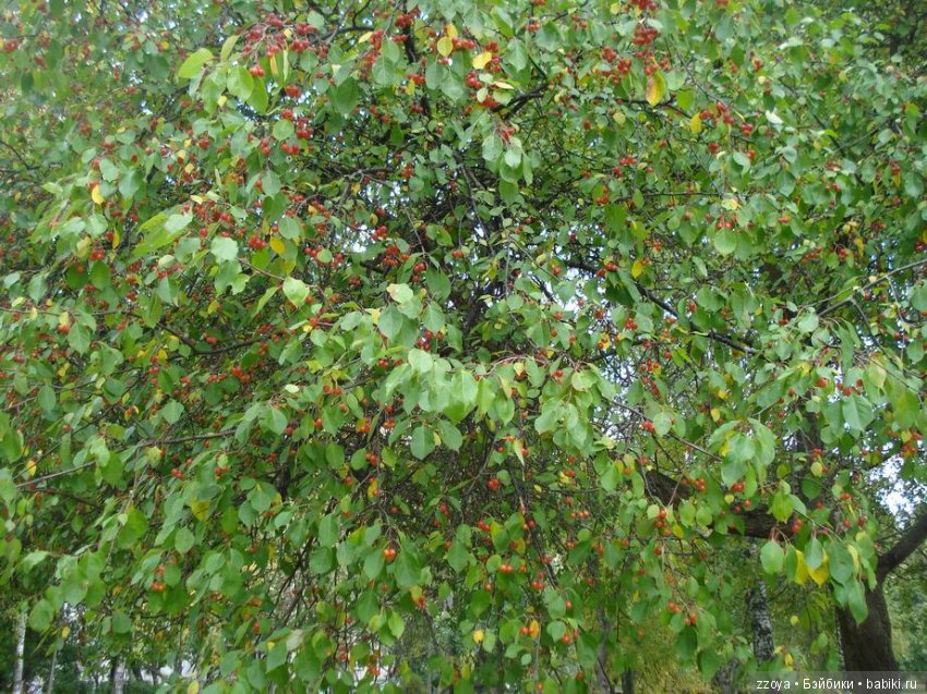 Поздравляем всех Наташ — Болталка и разговоры обо всем: жизнь (фото 8)