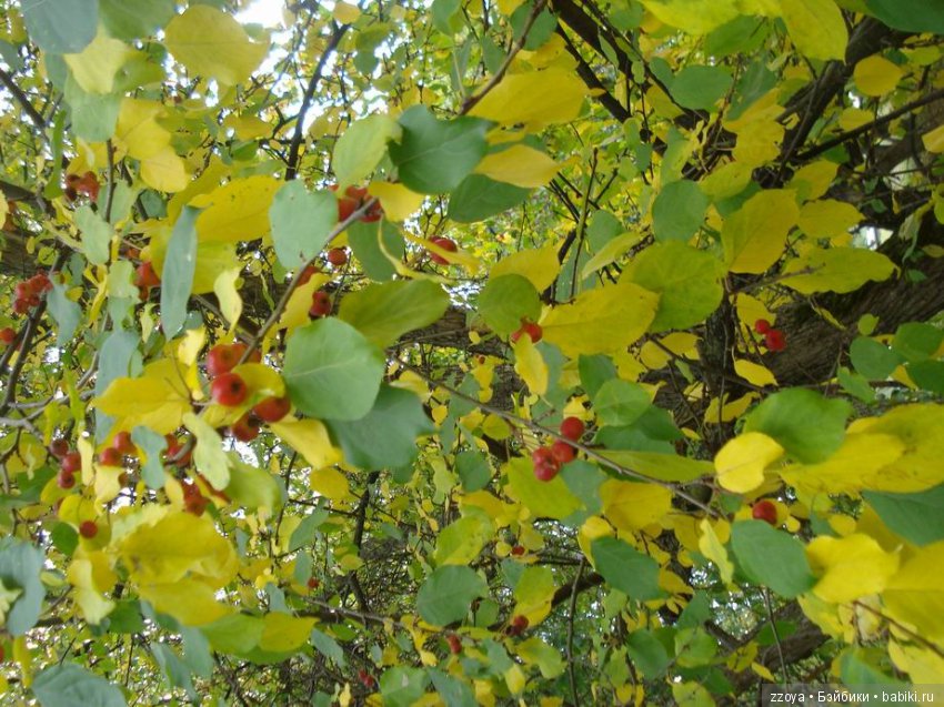 Поздравляем всех Наташ — Болталка и разговоры обо всем: жизнь (фото 9)