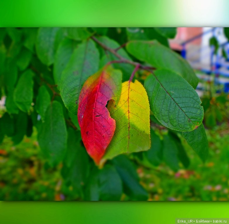 Перепись КуклоНаселения и Кукло-цвето-терапия бабьего лета