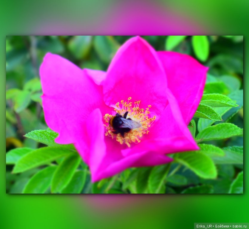 Перепись КуклоНаселения и Кукло-цвето-терапия бабьего лета