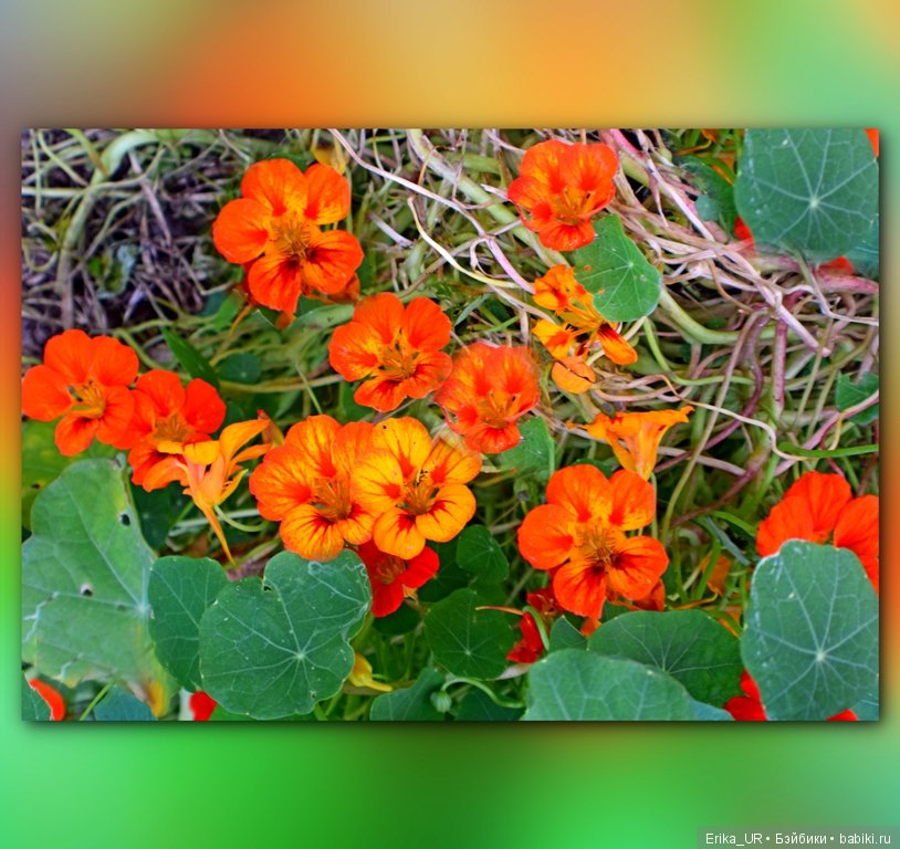 Перепись КуклоНаселения и Кукло-цвето-терапия бабьего лета