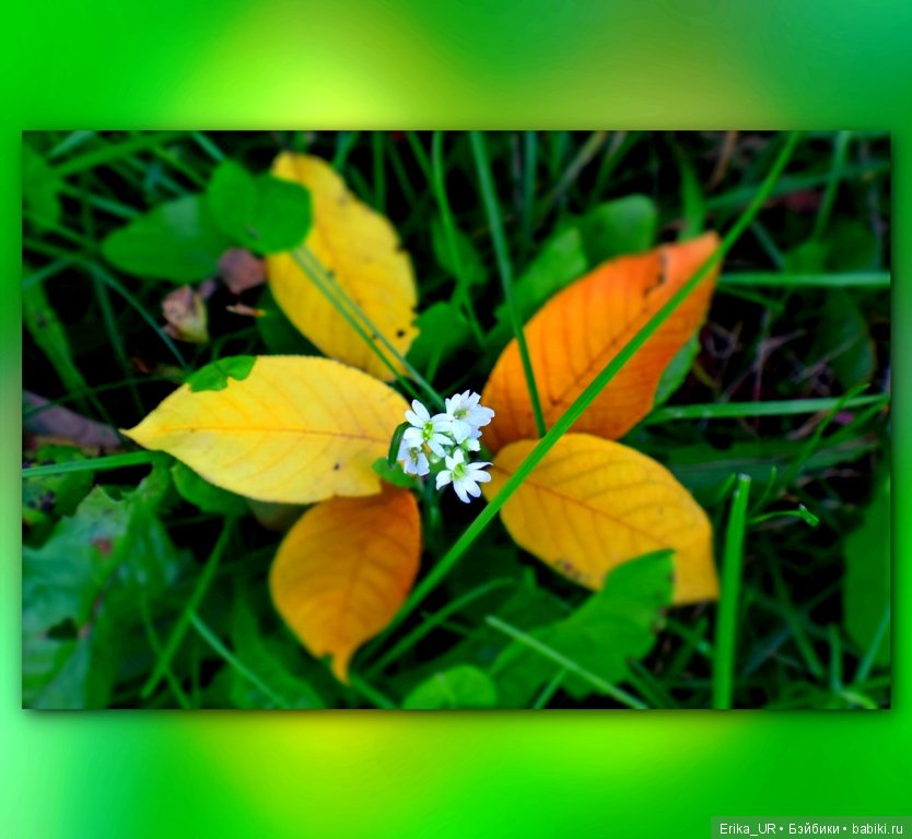 Перепись КуклоНаселения и Кукло-цвето-терапия бабьего лета