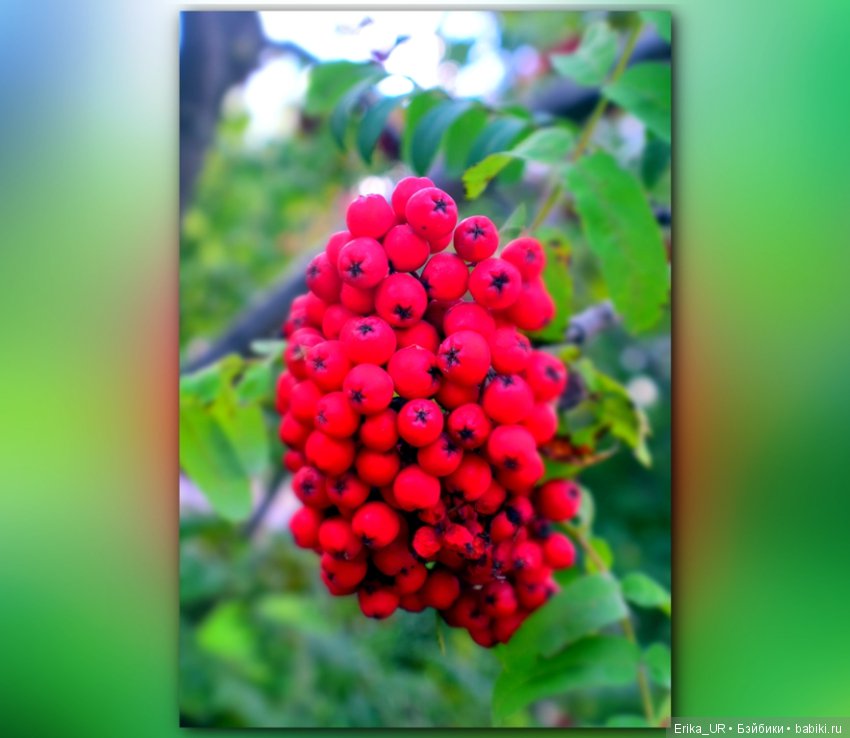 Перепись КуклоНаселения и Кукло-цвето-терапия бабьего лета