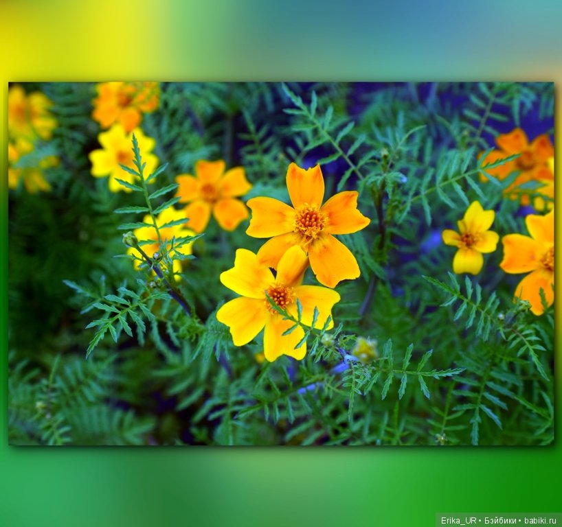 Перепись КуклоНаселения и Кукло-цвето-терапия бабьего лета