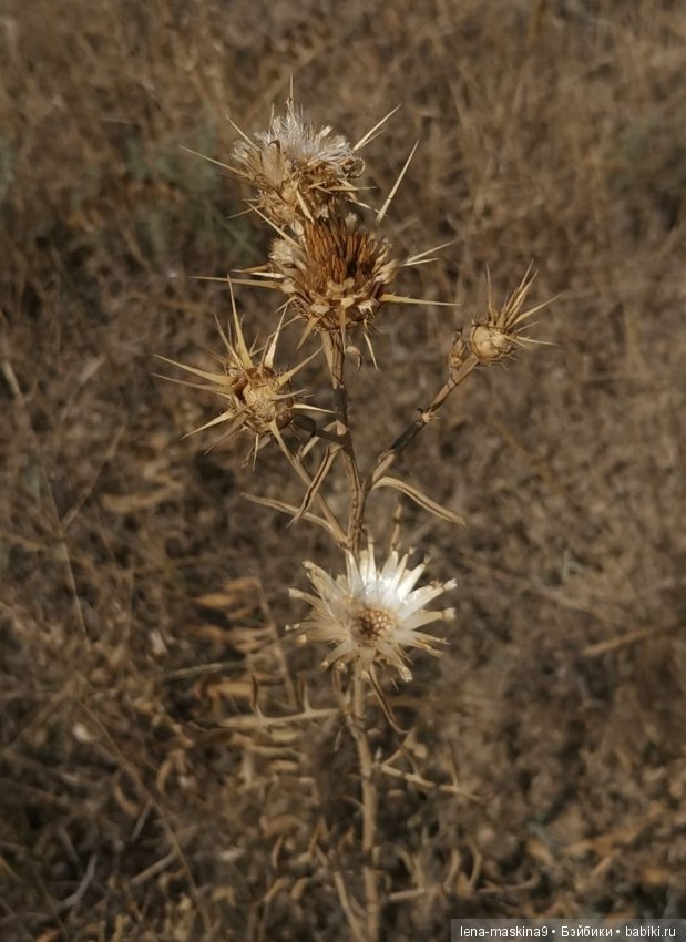 Крым-Меганом-Коктебель — Коллекционные экшн