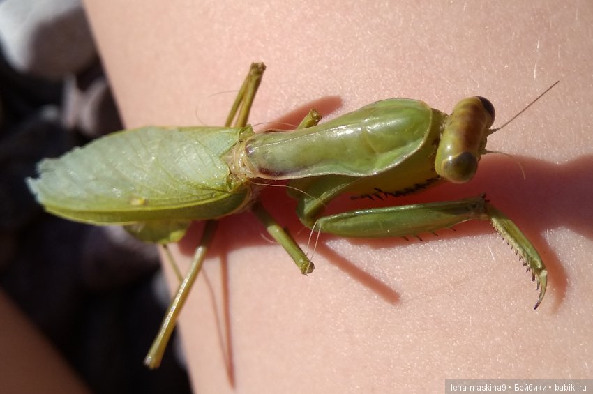 Крым-Судак, сестры отдыхают на море