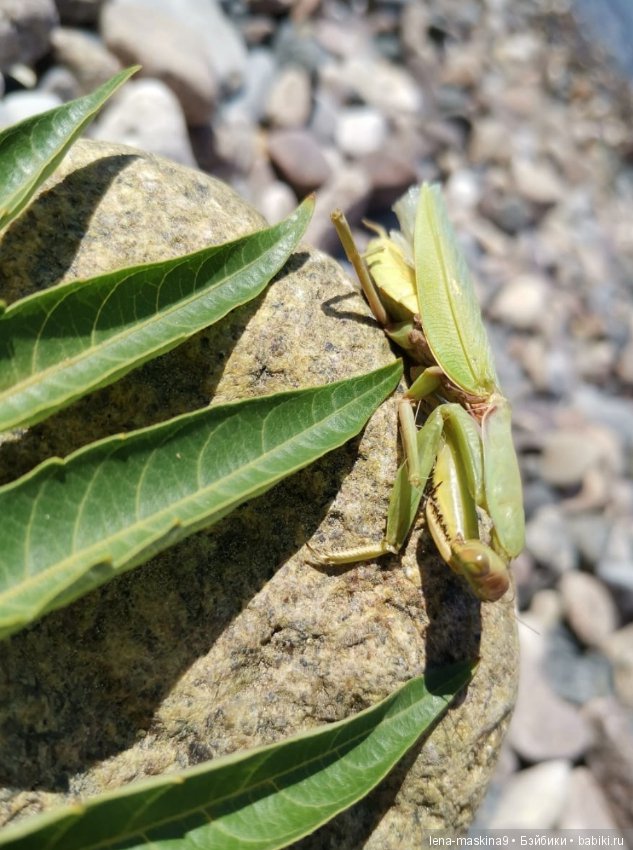 Отдых в Судаке - две сестры. Часть третья