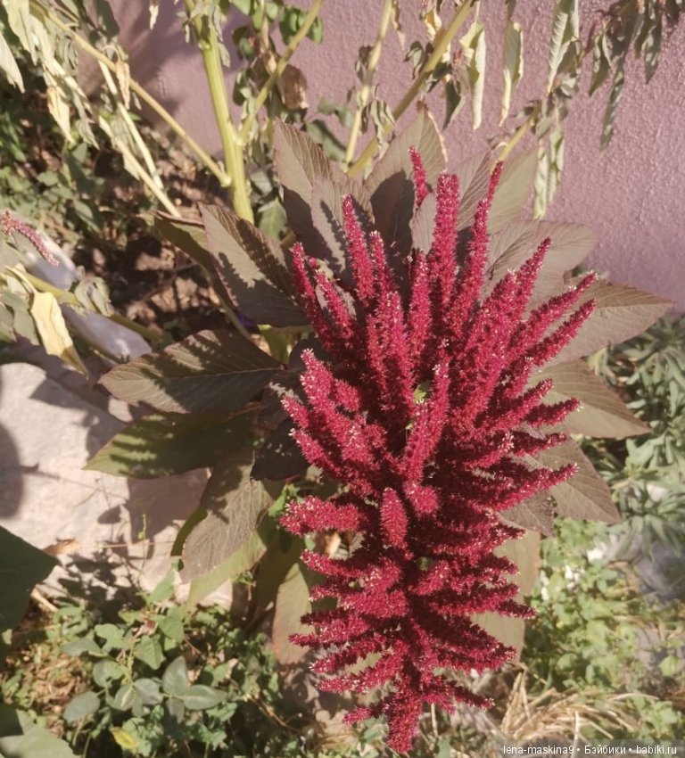 Крым-Судак - две сестры — Коллекционные экшн