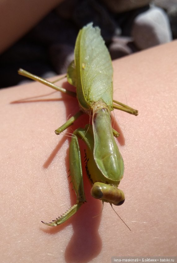 Крым-Судак, сестры отдыхают на море