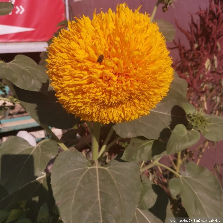 Отдых в Судаке - две сестры. Часть третья