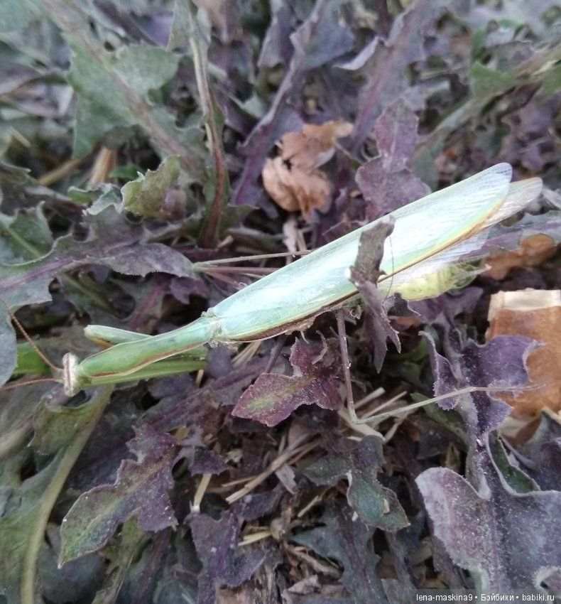 Море, солнце, отдых в Крыму, в Судаке