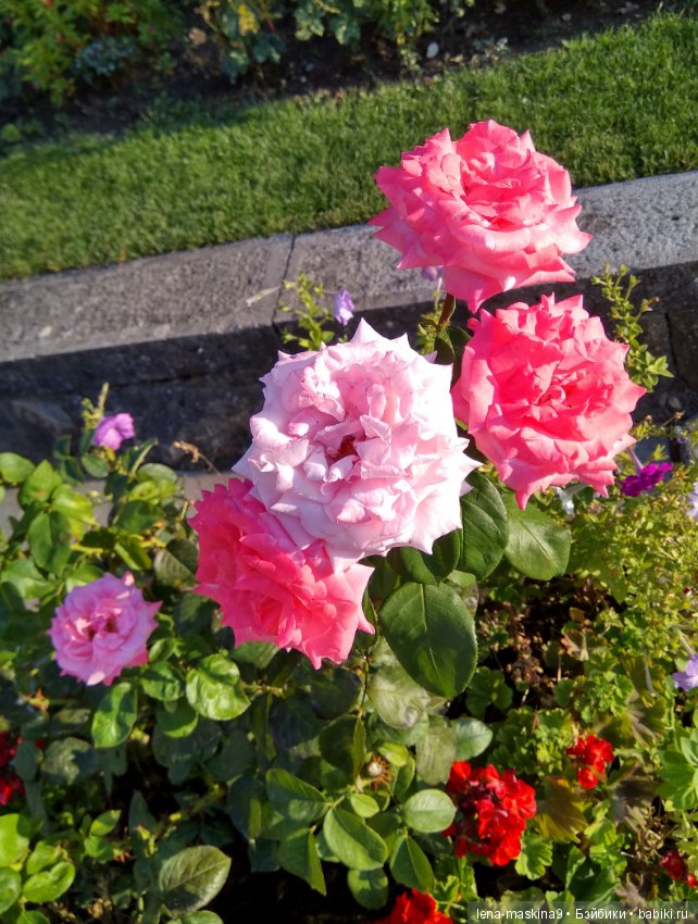 Море, солнце, отдых в Крыму, в Судаке (фото 5)