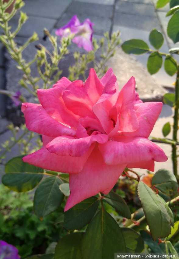 Море, солнце, отдых в Крыму, в Судаке (фото 6)