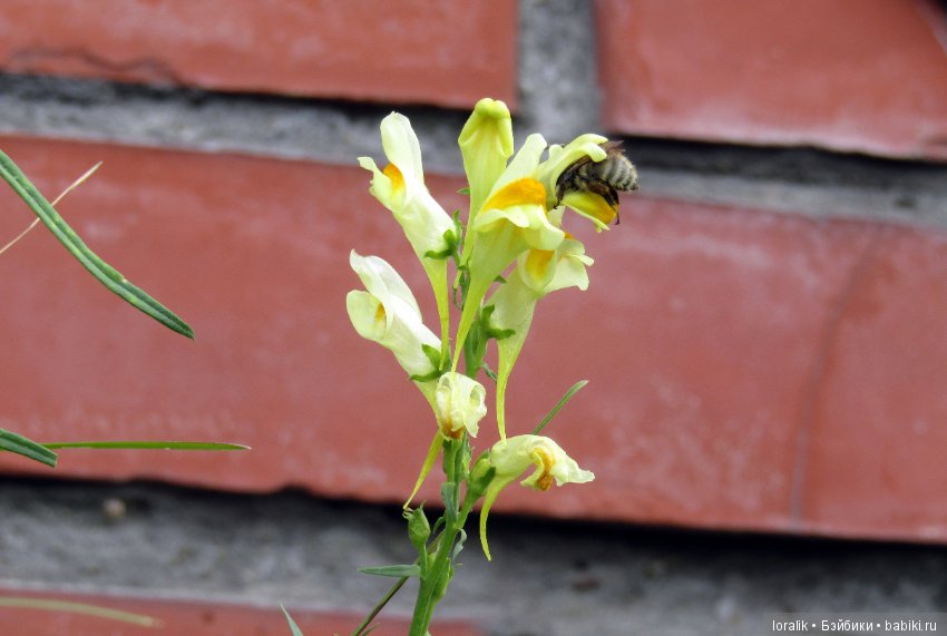 Девочка Осень золотая. Рябинка