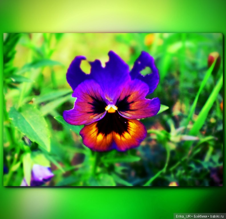 Перепись КуклоНаселения. 2 гибрида 1/4 + фото природы родного края