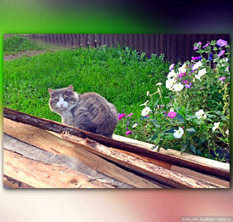 Перепись КуклоНаселения. 2 гибрида 1/4 + фото природы родного края