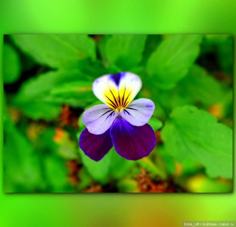 Перепись КуклоНаселения. 2 гибрида 1/4 + фото природы родного края